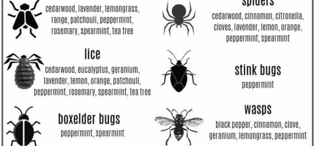 Essential Oils to repel bugs